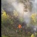 Un incendio afectó 60 tareas boscosas de Loma Miranda