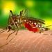 Vicepresidenta Raquel Peña llama evitar el dengue se propague