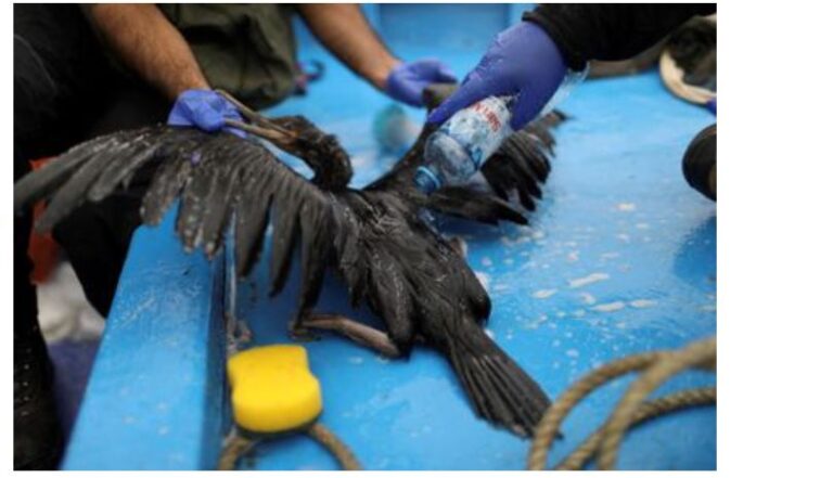 Zoológico atiende aves marinas rescatadas de derrame de petróleo en Perú
