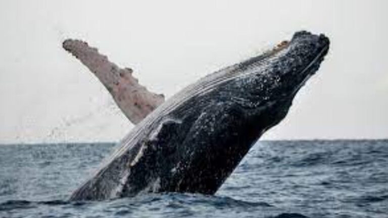 Aumentan las ballenas jorobadas y con ellas los turista en RD