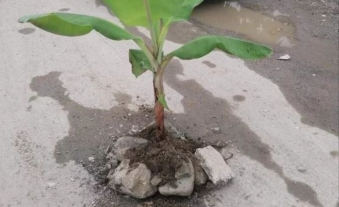 Siembran plátanos en carretera Cenoví-San José en protesta a su reconstrucción