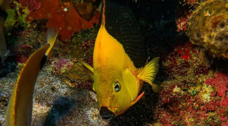 Medio Ambiente presenta informe sobre estado de especies marinas en el país