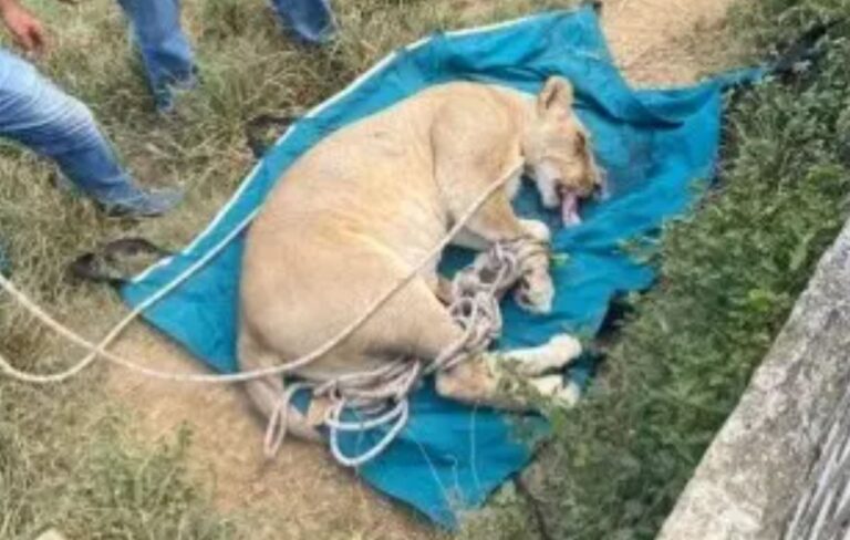 Lograron capturar leona que escapó de jaula de una finca en Altamira
