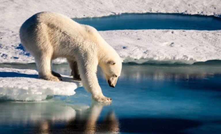 Desechos alimenticios humanos son «una amenaza» para los osos polares