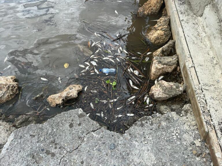Proedemaren y Ministerio de Medio Ambiente investigan muerte de peces en el río Soco