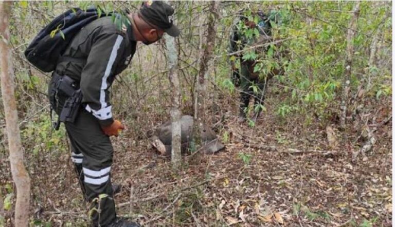 Investigan presunta cacería de tortugas gigantes en Galápagos