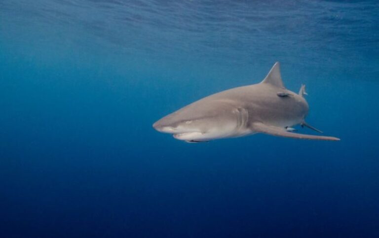 Un tiburón se acerca a dos nadadores en Florida y éstos no se dan cuenta del peligro