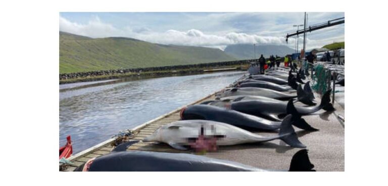 Matan 100 delfines en Dinamarca en «cacería más grande de esta especie en más de 120 años»