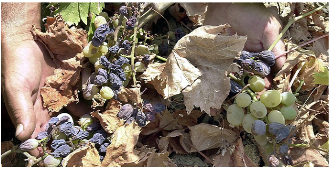 Altas temperaturas en China convierten cultivo de uvas en pasas