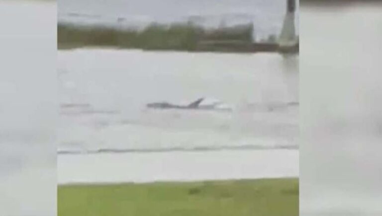 VIDEO| Captan a tiburón nadando en calles de Fort Myers tras inundaciones por huracán Ian