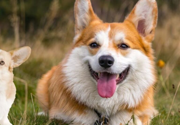 Tras la muerte de Isabel II el precio de los perros corgis toca récords