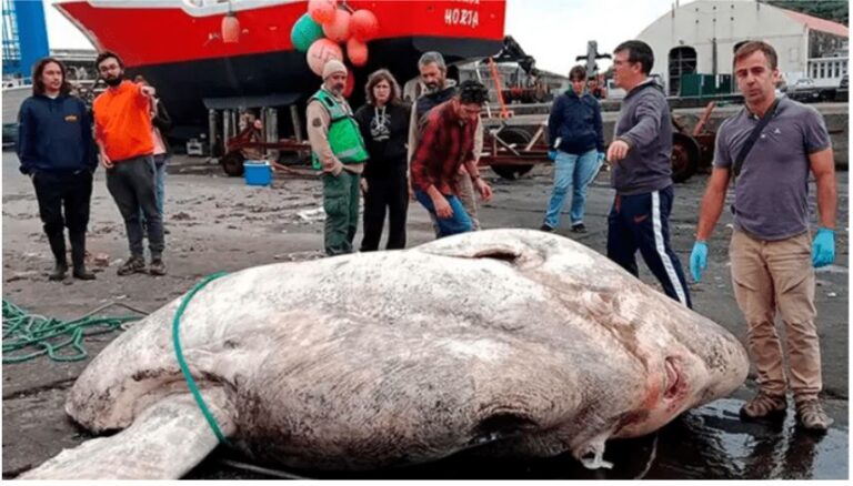 Hallaron un pez de casi 3.000 kilos: es el más grande conocido hasta el momento