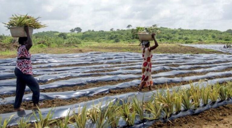 Los plásticos se acumulan en los suelos agrícolas del mundo