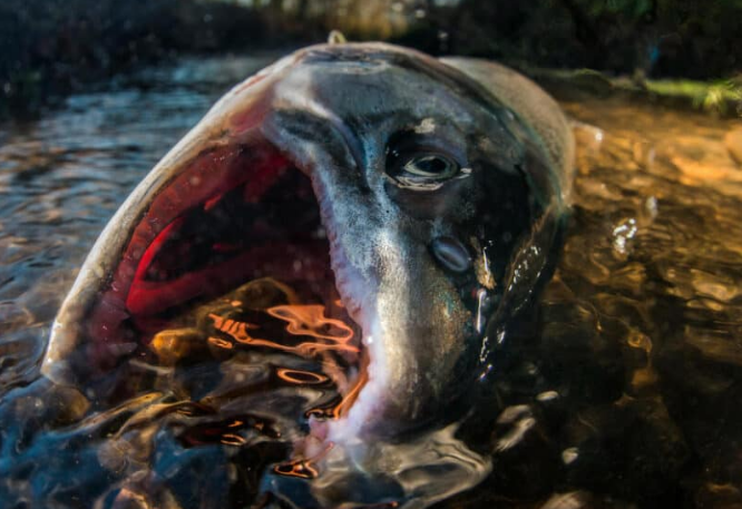 Encuentran en Canadá decenas de miles de salmones muertos