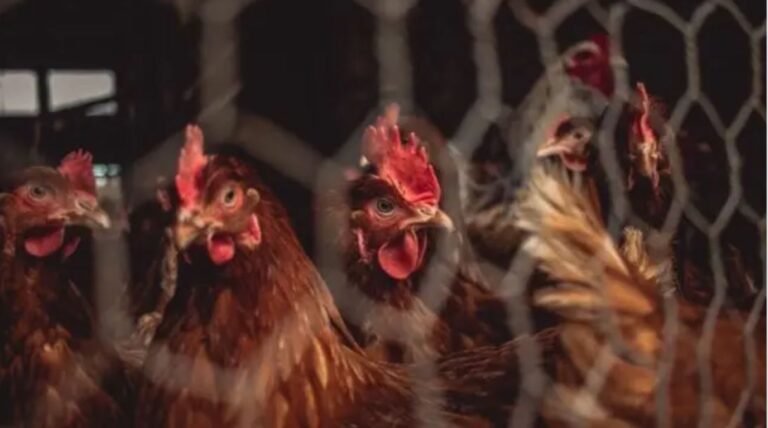 Francia: decretan confinamiento de aves por aumento de la gripe aviar