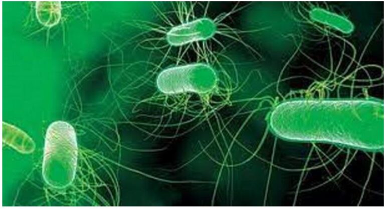 Las infecciones bacterianas son la segunda causa de muerte en el mundo