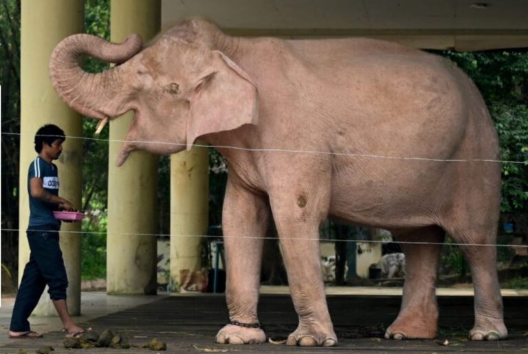 Junta en Birmania recupera nacimiento de elefante albino como signo de buen augurio