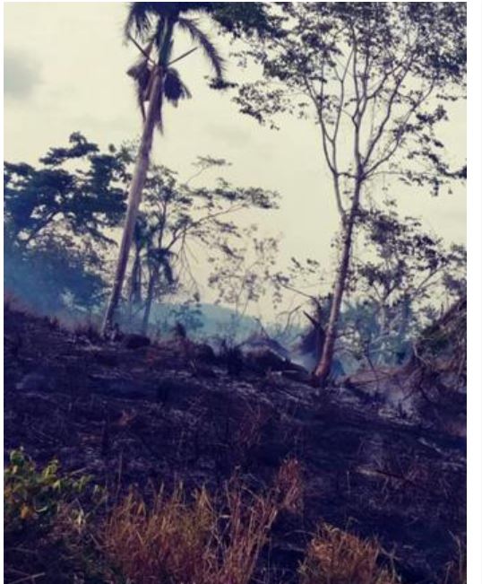 Denuncian 70% de fuegos forestales son provocados