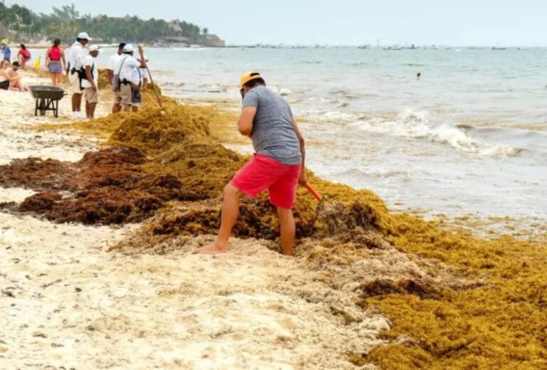 Turismo de sol y playa es afectado por sargazo