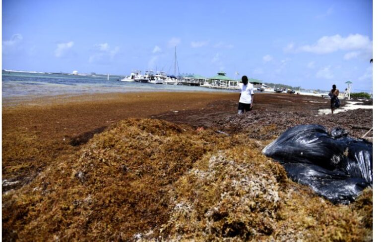 Autoridades del Caribe analizarán en Santo Domingo el impacto del sargazo en la región