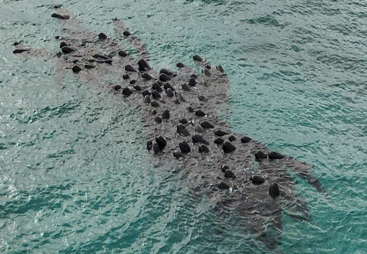 Mueren varada 51 ballenas piloto en el oeste de Australia