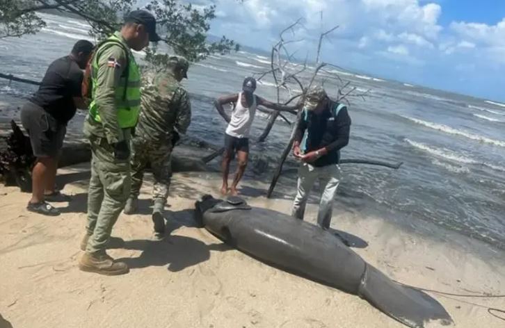 Muerte manatí Playa Los Botes es investigada