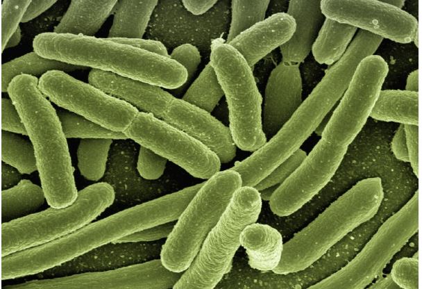 EEUU alerta de mortífera bacteria «come carne» en aguas del Atlántico y el Golfo de México