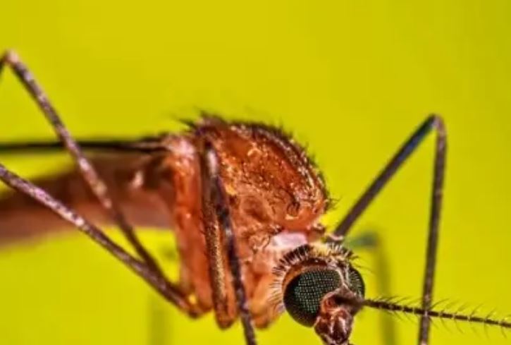 Salud Pública asegura brote de malaria en el sur del país está controlado